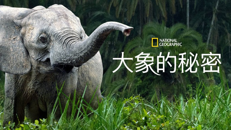 大象的秘密（2023）4K DDR&DV内封简繁中 大小：18G