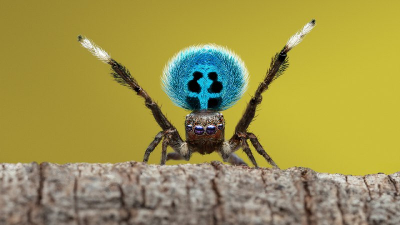 虫虫历险记 第二季（2025）4KHDR&DV  5 集全