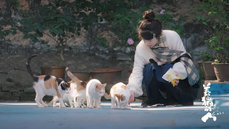 养猫的人（2024）4K 更至 EP05